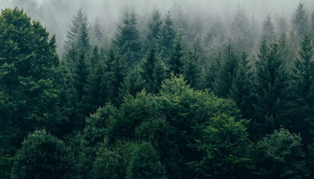 Tonewoods - Trees for the Forest