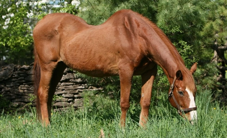 Swayback Horse